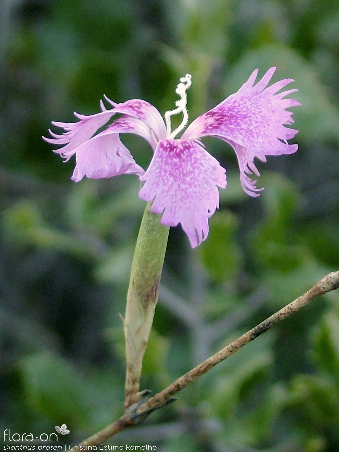 Dianthus broteri - Flor (geral) | Cristina Estima Ramalho; CC BY-NC 4.0