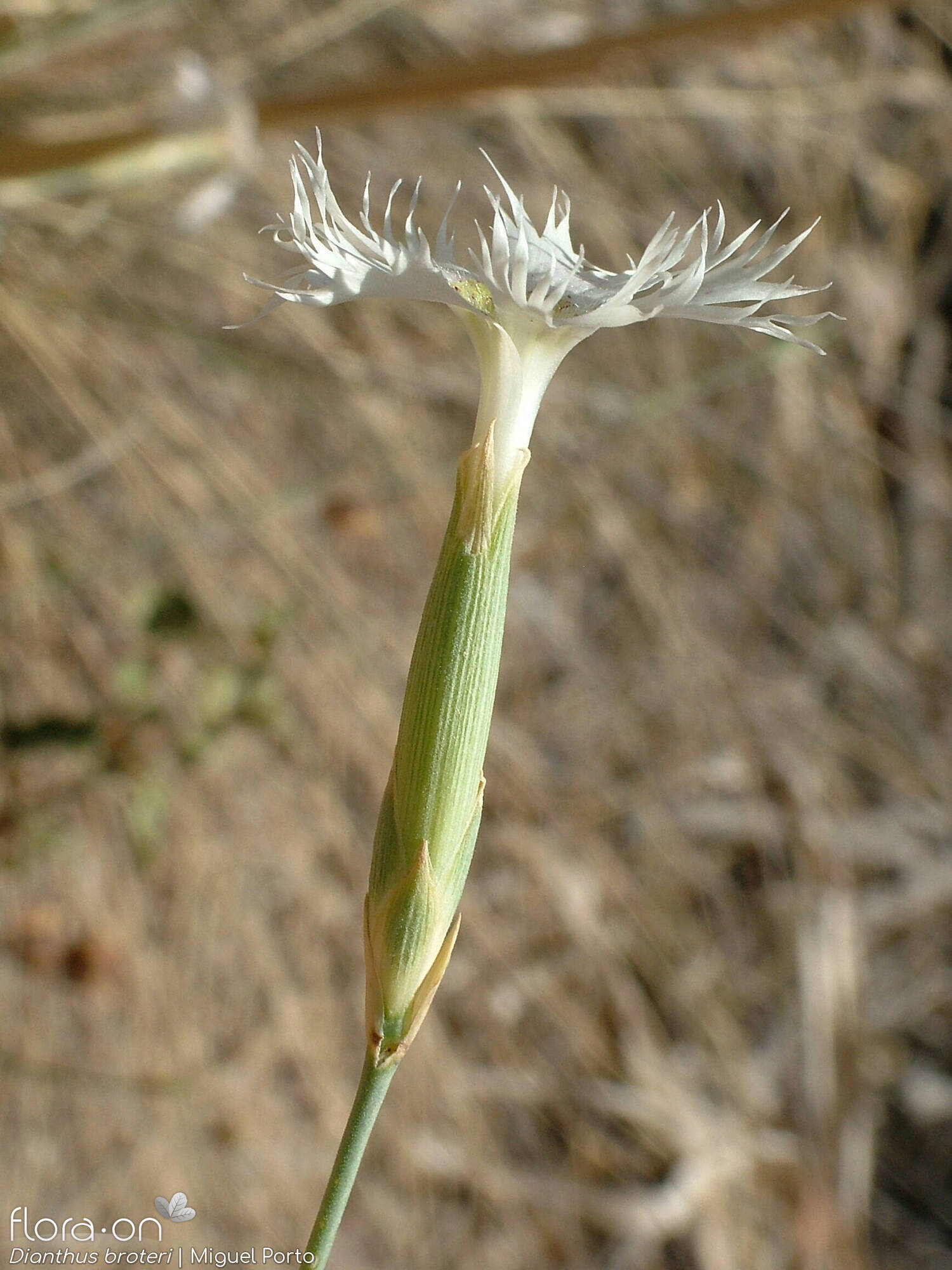 Dianthus broteri - Flor (geral) | Miguel Porto; CC BY-NC 4.0