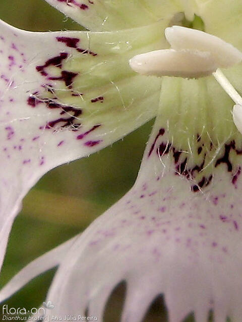 Dianthus broteri - Flor (close-up) | Ana Júlia Pereira; CC BY-NC 4.0