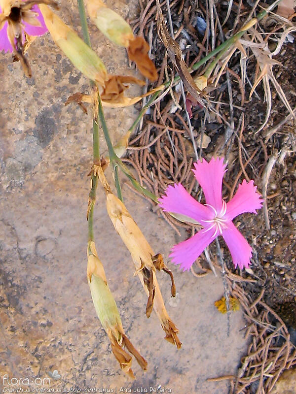 Dianthus cintranus - Flor (geral) | Ana Júlia Pereira; CC BY-NC 4.0