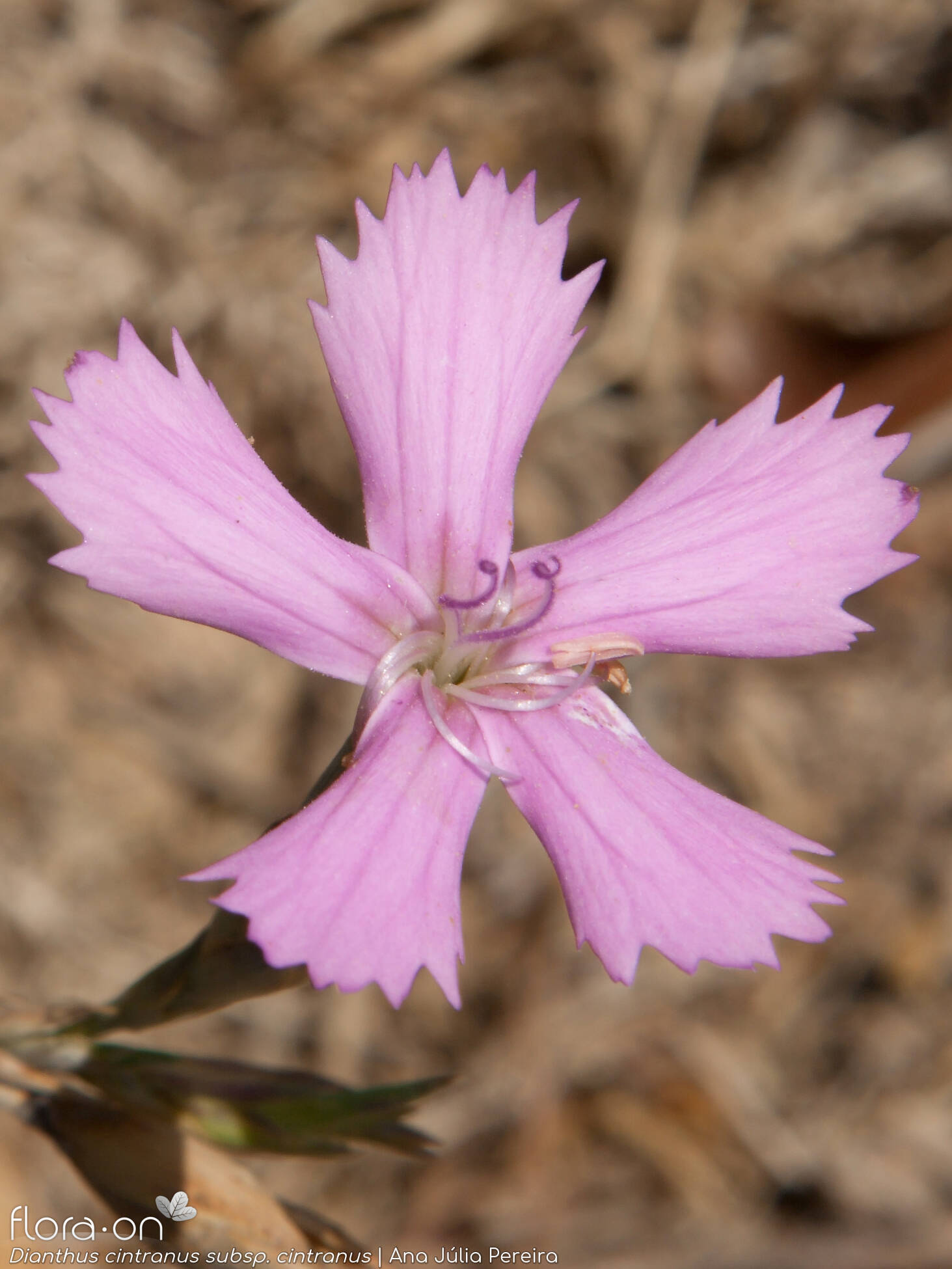 Dianthus cintranus - Flor (close-up) | Ana Júlia Pereira; CC BY-NC 4.0