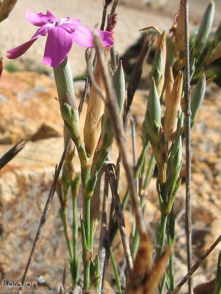 Dianthus cintranus - Flor (geral) | Ana Júlia Pereira; CC BY-NC 4.0