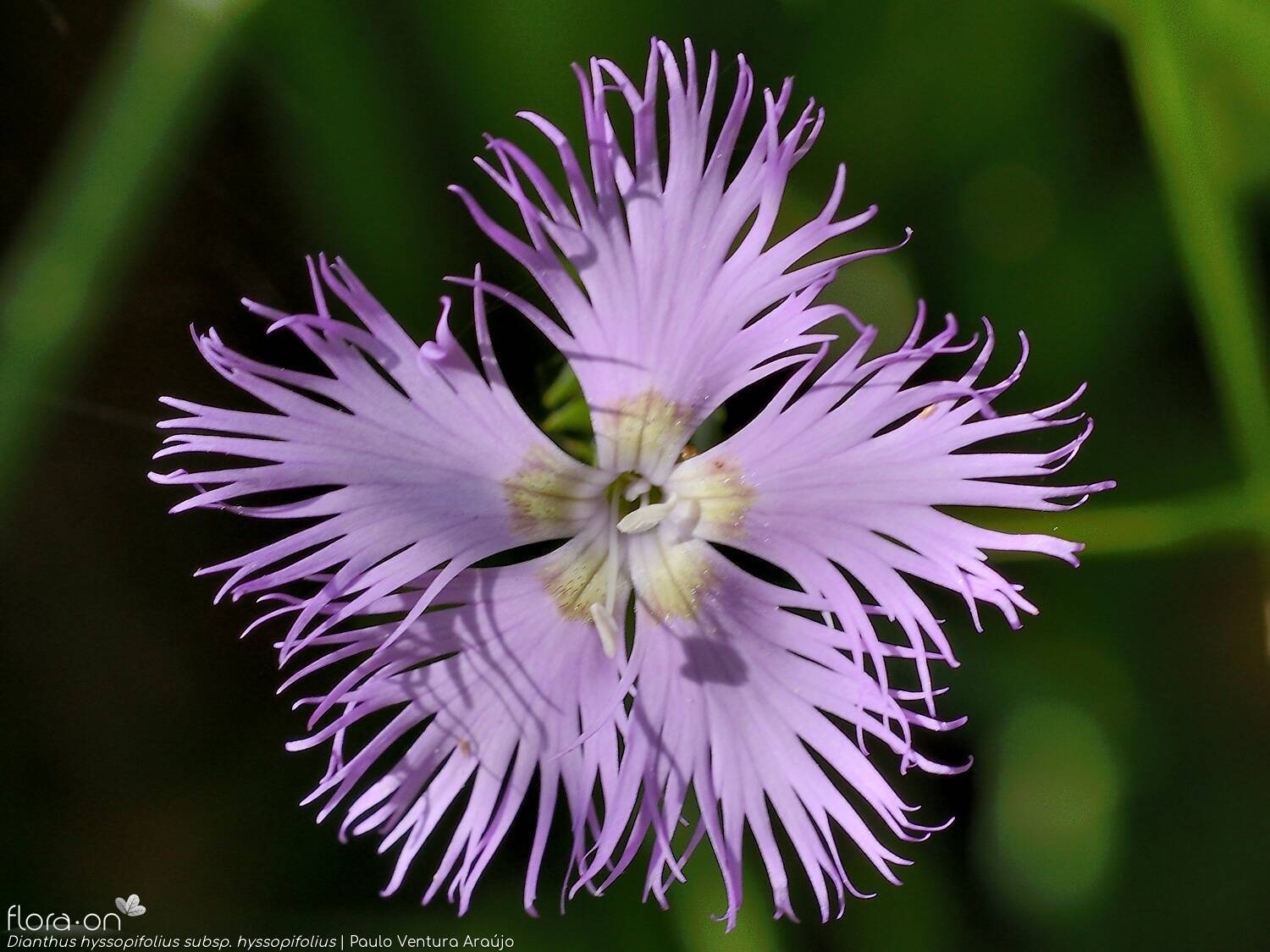 Dianthus hyssopifolius hyssopifolius - Flor (close-up) | Paulo Ventura Araújo; CC BY-NC 4.0