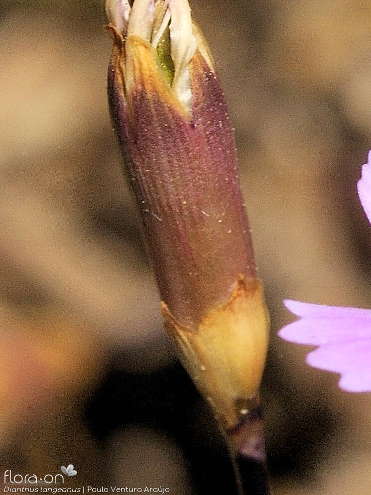 Dianthus langeanus - Cálice | Paulo Ventura Araújo; CC BY-NC 4.0