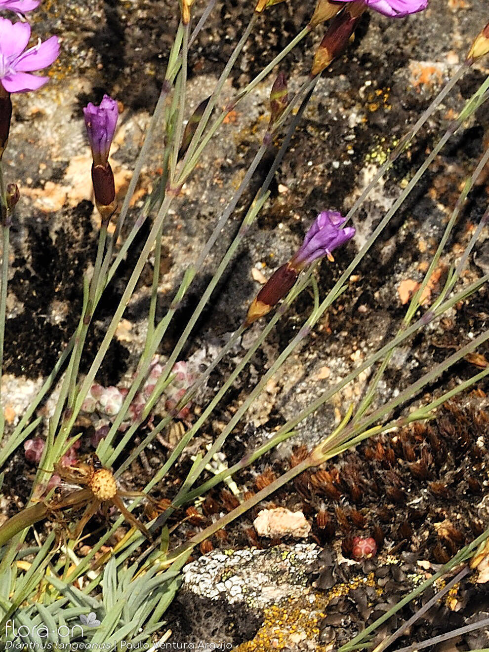 Dianthus langeanus - Caule | Paulo Ventura Araújo; CC BY-NC 4.0