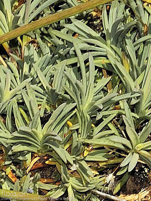 Dianthus langeanus - Folha | Paulo Ventura Araújo; CC BY-NC 4.0