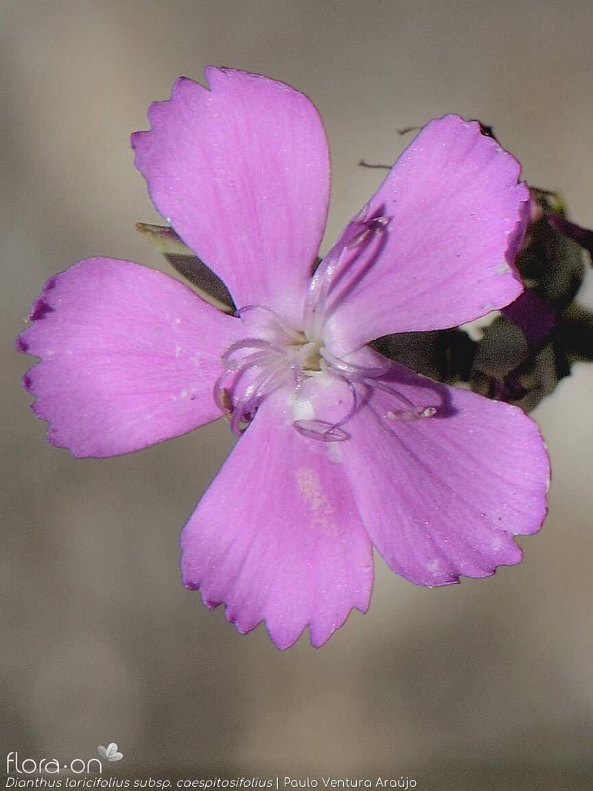 Dianthus laricifolius - Flor (close-up) | Paulo Ventura Araújo; CC BY-NC 4.0