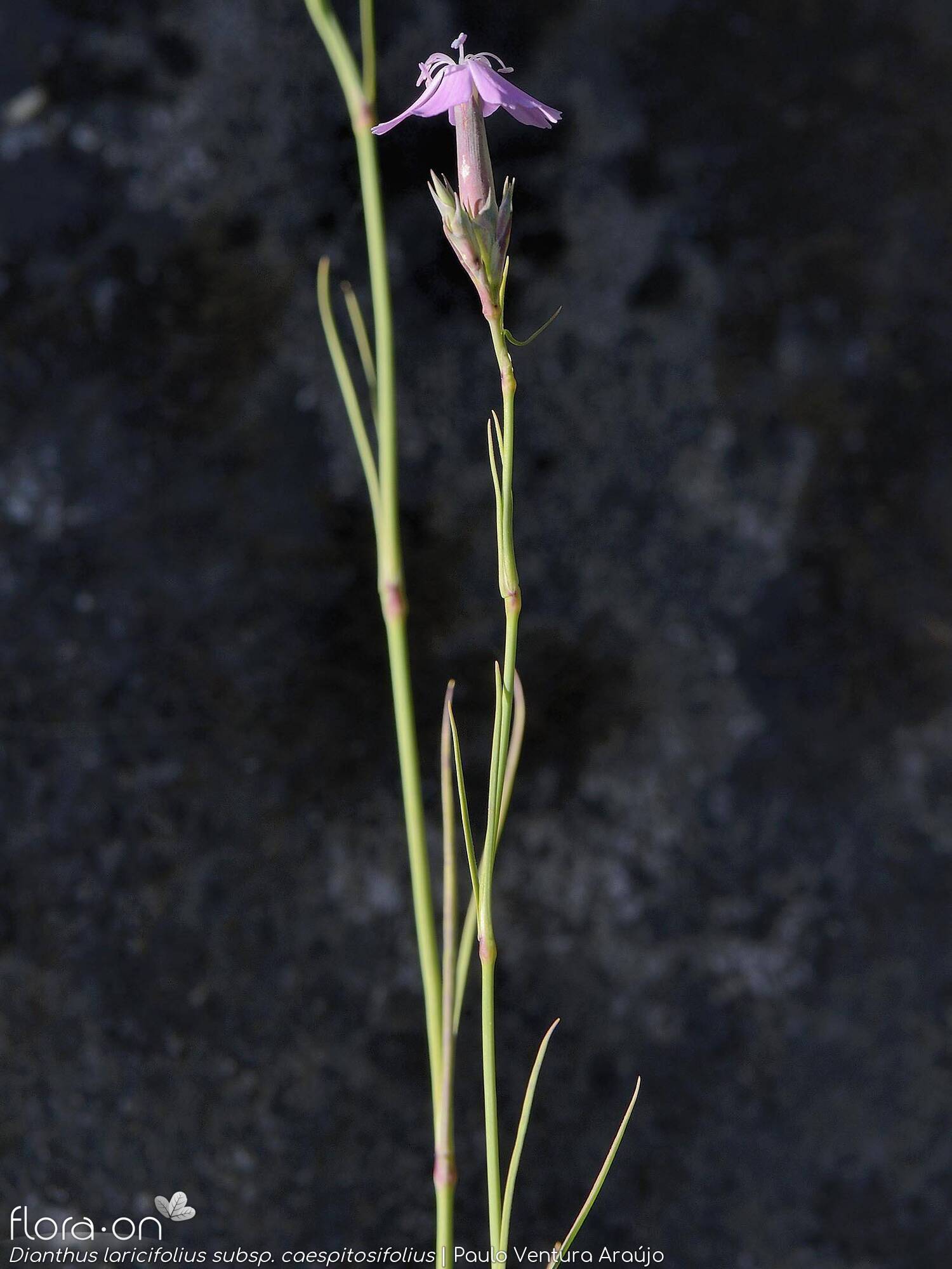 Dianthus laricifolius - Caule | Paulo Ventura Araújo; CC BY-NC 4.0