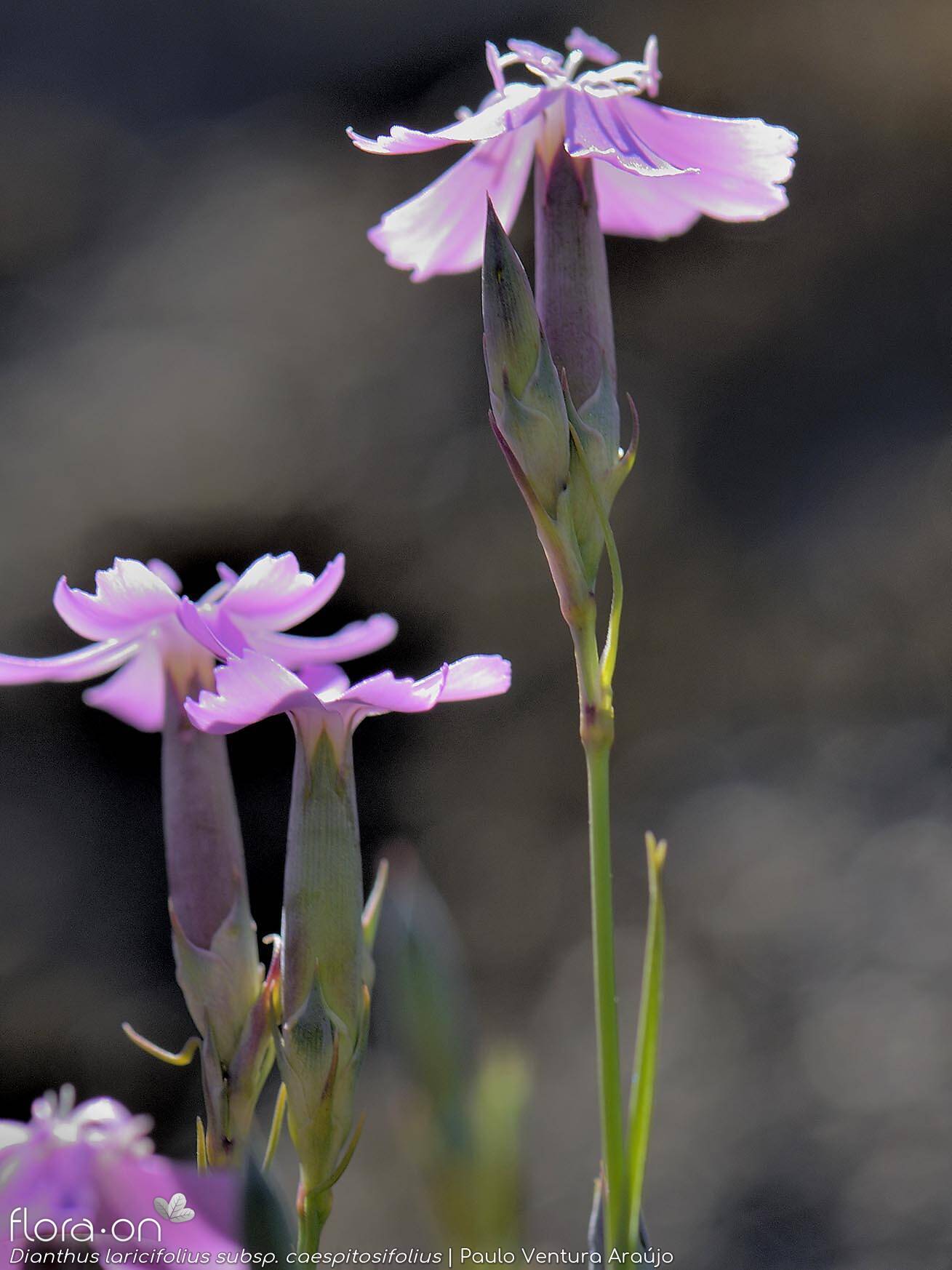 Dianthus laricifolius - Flor (geral) | Paulo Ventura Araújo; CC BY-NC 4.0