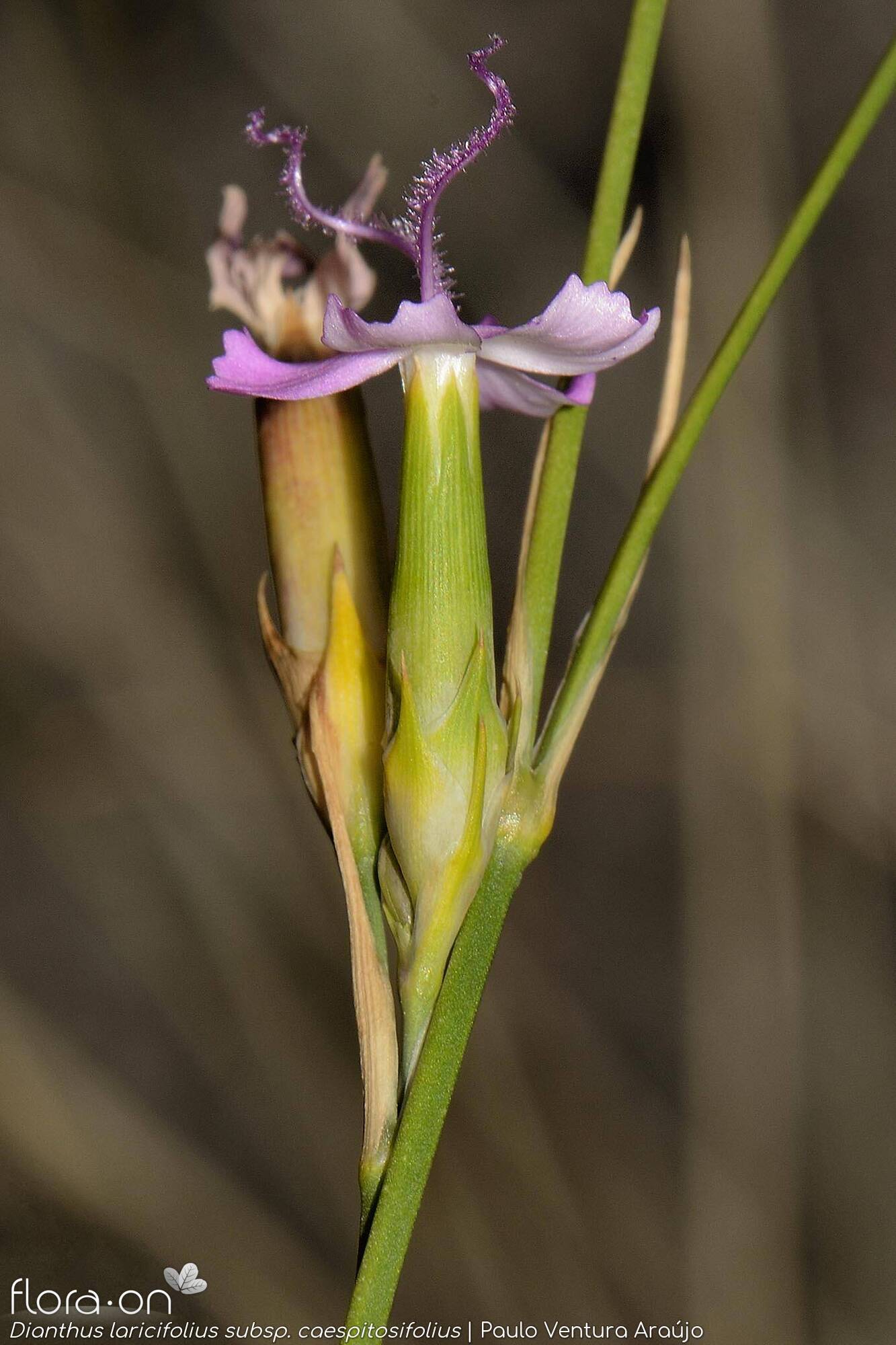 Dianthus laricifolius - Cálice | Paulo Ventura Araújo; CC BY-NC 4.0