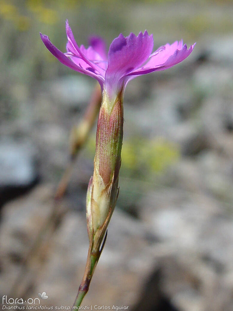 Dianthus laricifolius - Flor (close-up) | Carlos Aguiar; CC BY-NC 4.0