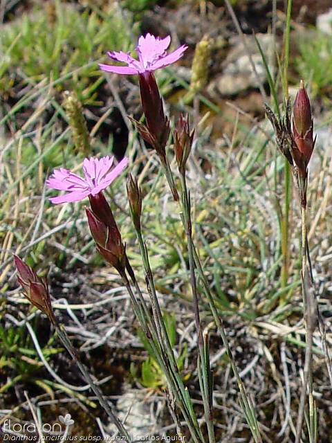 Dianthus laricifolius - Flor (geral) | Carlos Aguiar; CC BY-NC 4.0