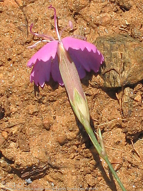 Dianthus laricifolius - Cálice | João Domingues Almeida; CC BY-NC 4.0