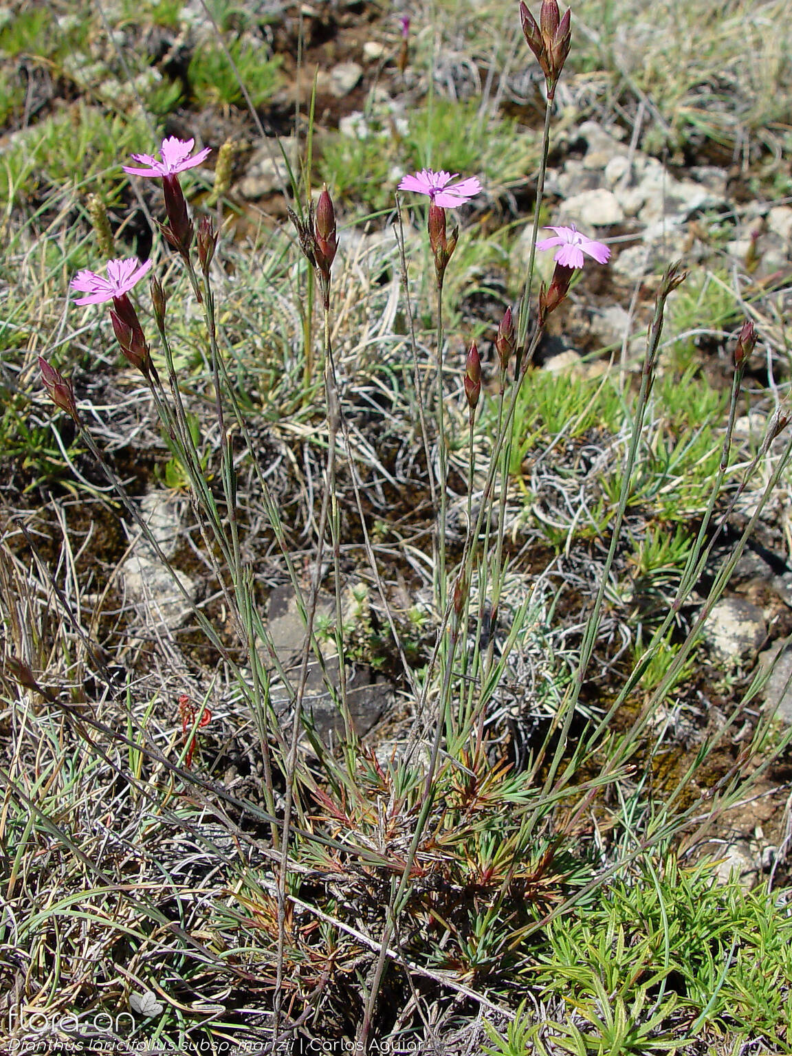 Dianthus laricifolius - Hábito | Carlos Aguiar; CC BY-NC 4.0