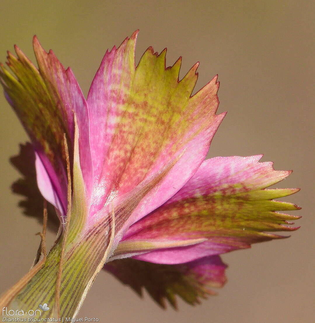 Dianthus tripunctatus - Pétala | Miguel Porto; CC BY-NC 4.0