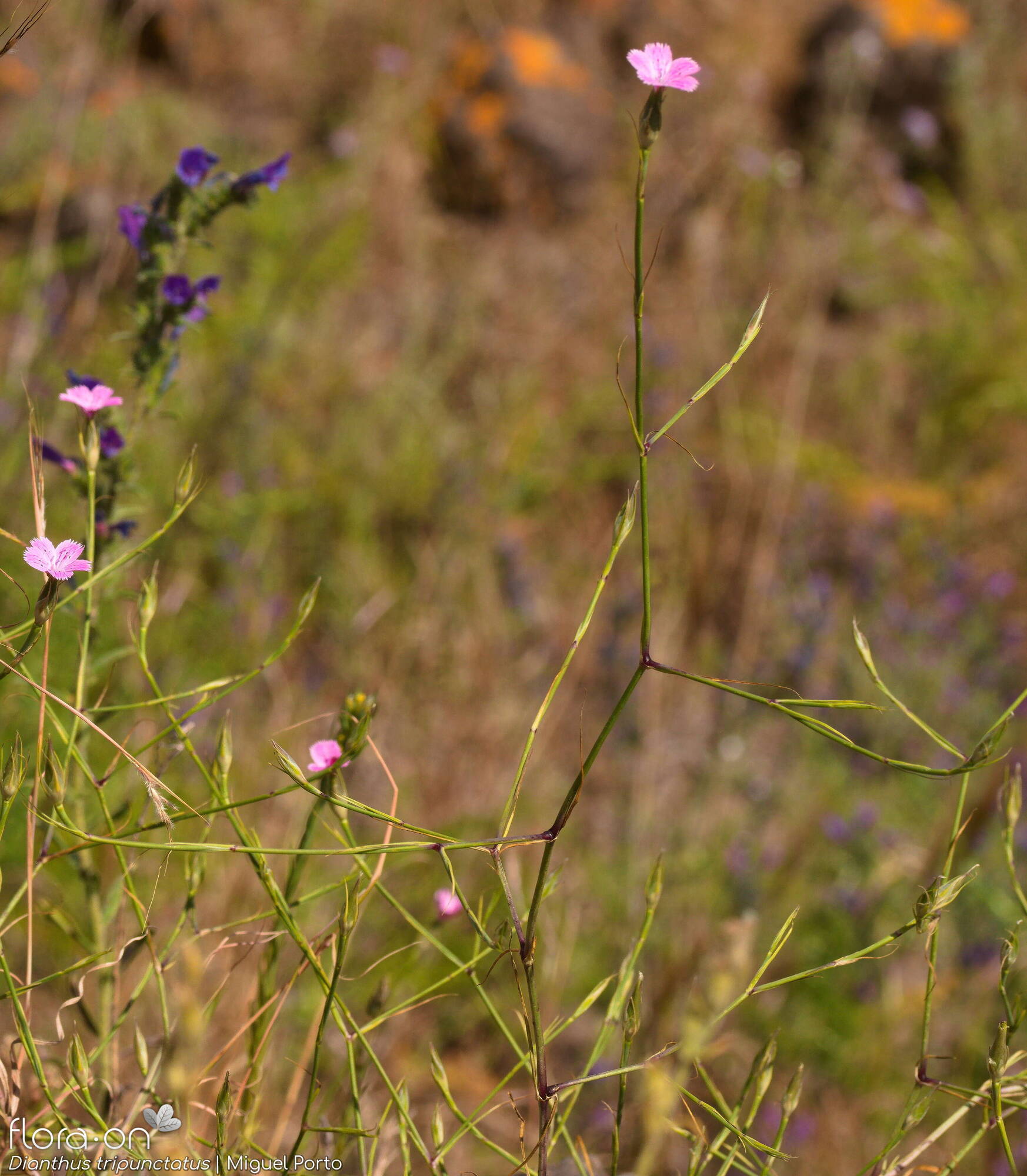 Dianthus tripunctatus - Hábito | Miguel Porto; CC BY-NC 4.0
