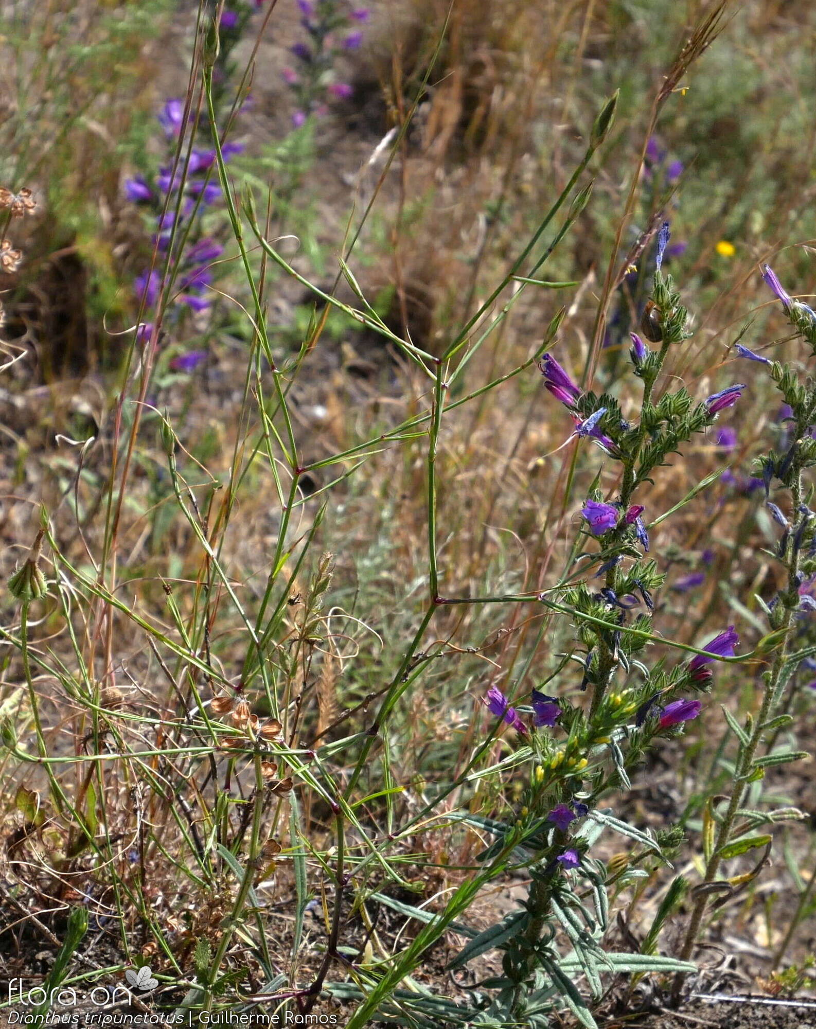 Dianthus tripunctatus - Hábito | Guilherme Ramos; CC BY-NC 4.0