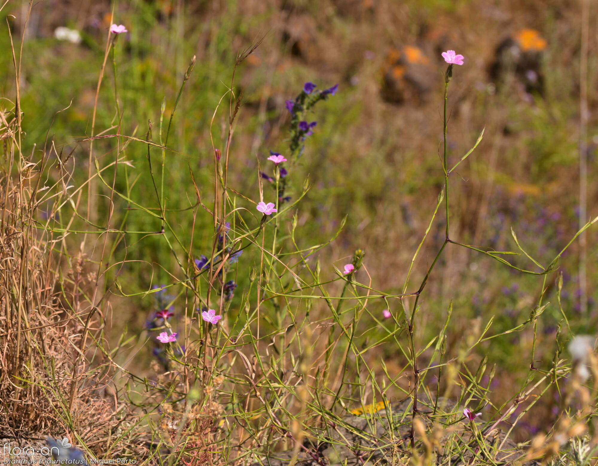 Dianthus tripunctatus - Hábito | Miguel Porto; CC BY-NC 4.0