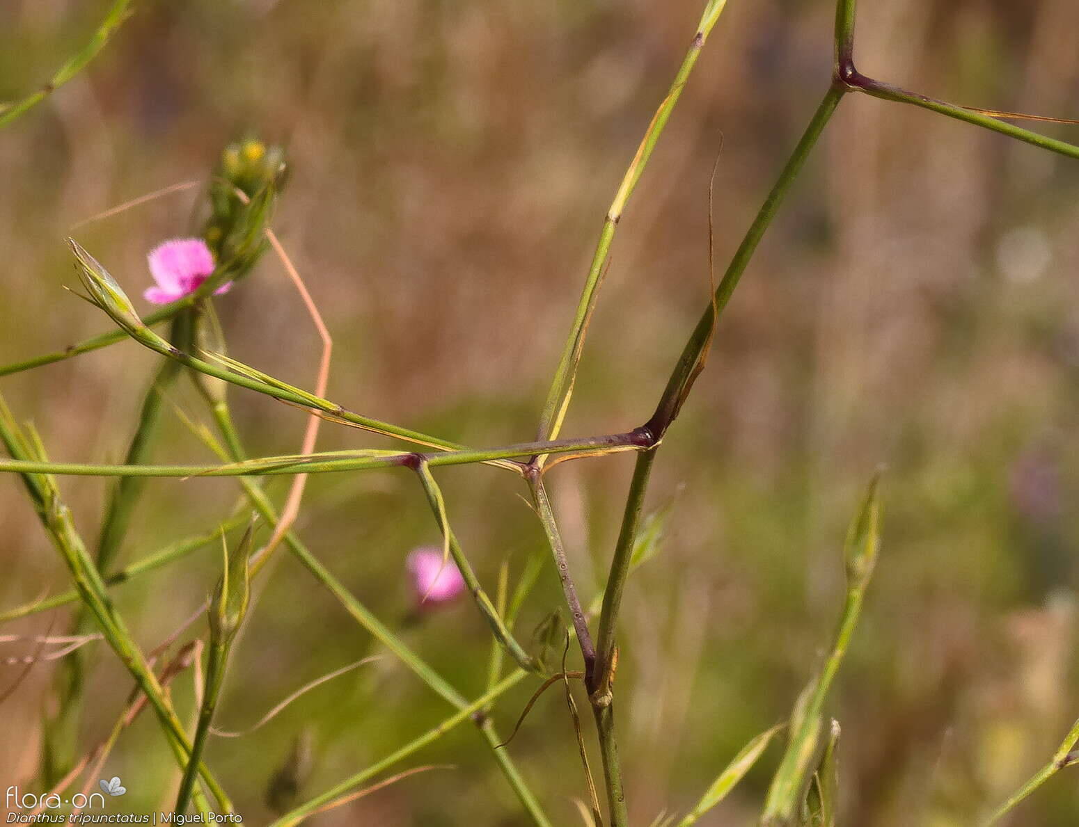Dianthus tripunctatus - Flor (geral) | Miguel Porto; CC BY-NC 4.0