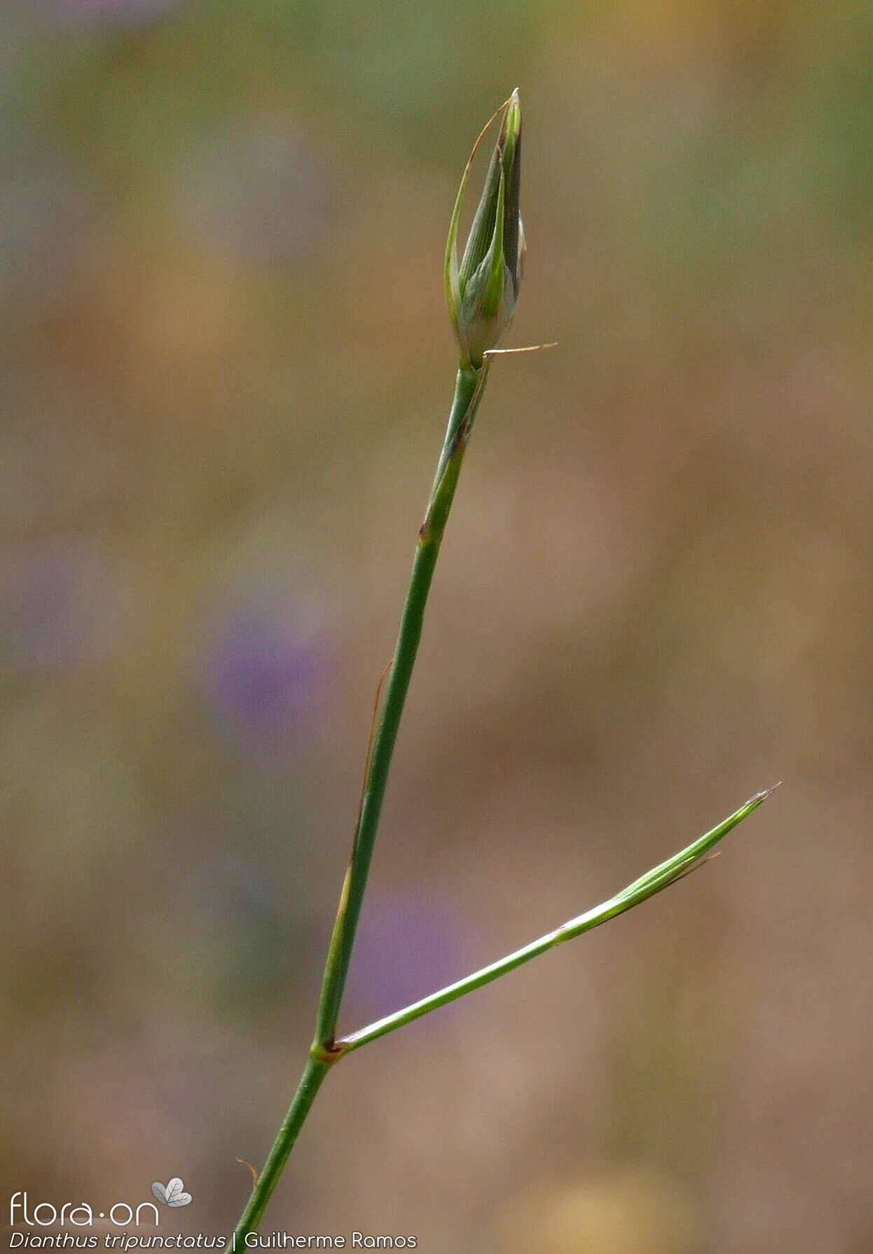 Dianthus tripunctatus - Botão | Guilherme Ramos; CC BY-NC 4.0