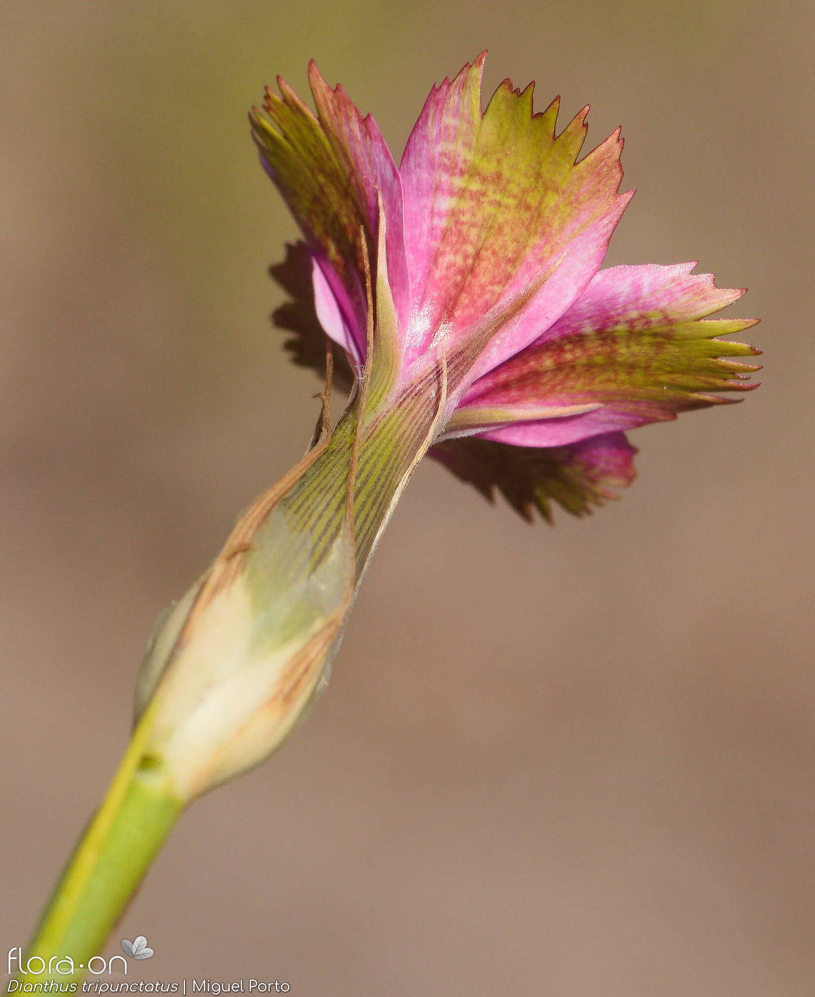 Dianthus tripunctatus - Cálice | Miguel Porto; CC BY-NC 4.0