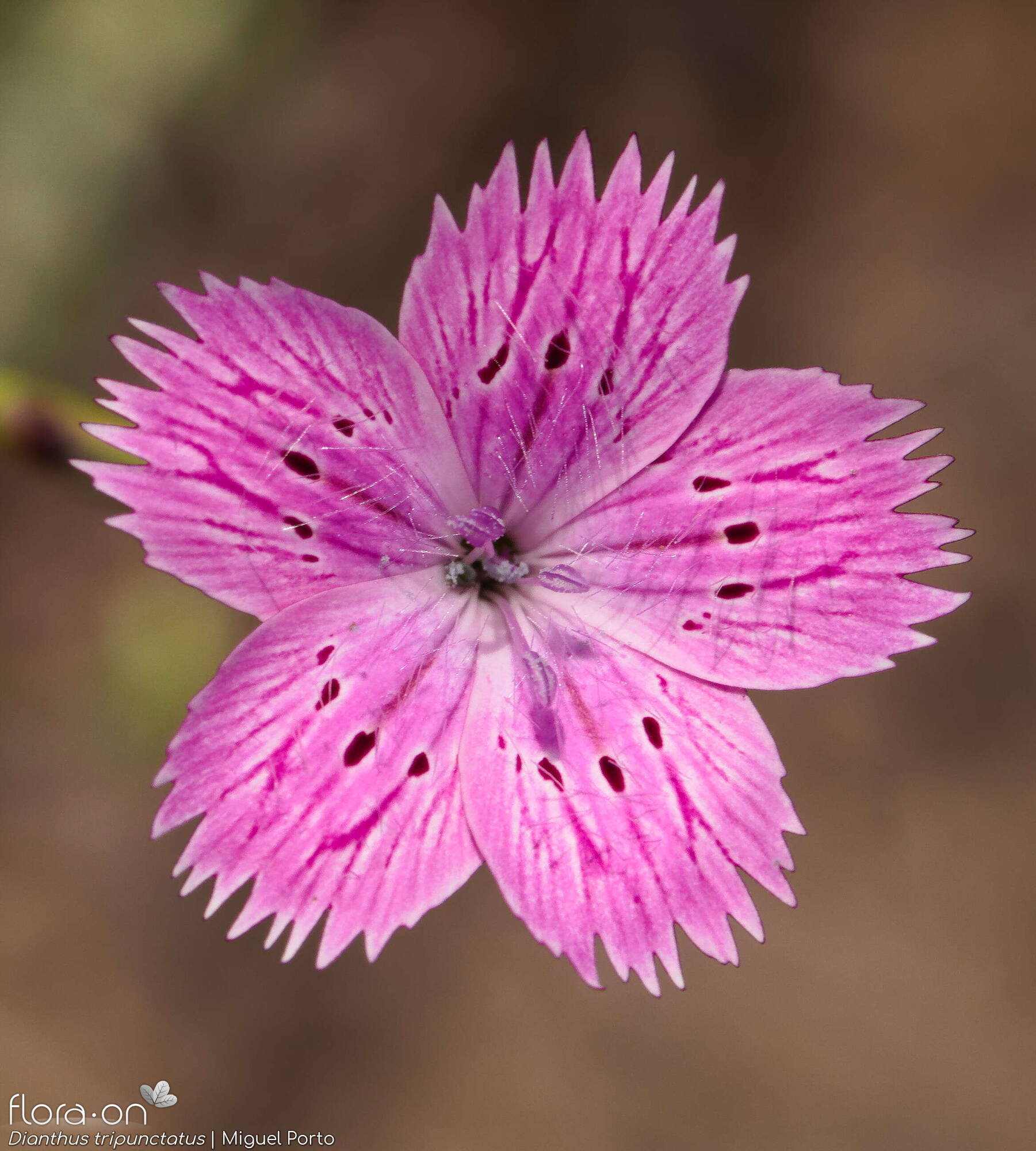 Dianthus tripunctatus - Flor (close-up) | Miguel Porto; CC BY-NC 4.0