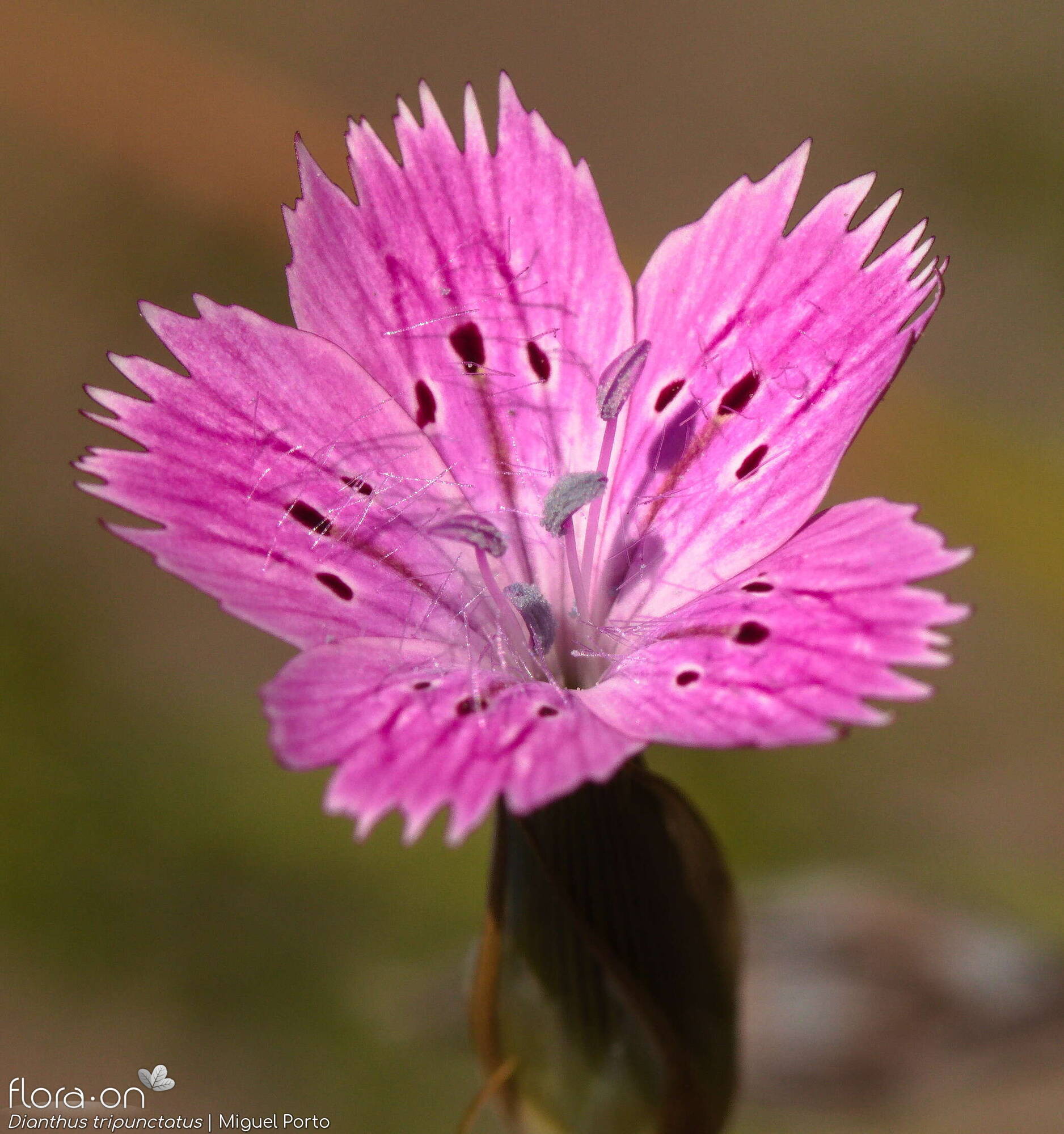 Dianthus tripunctatus - Flor (close-up) | Miguel Porto; CC BY-NC 4.0