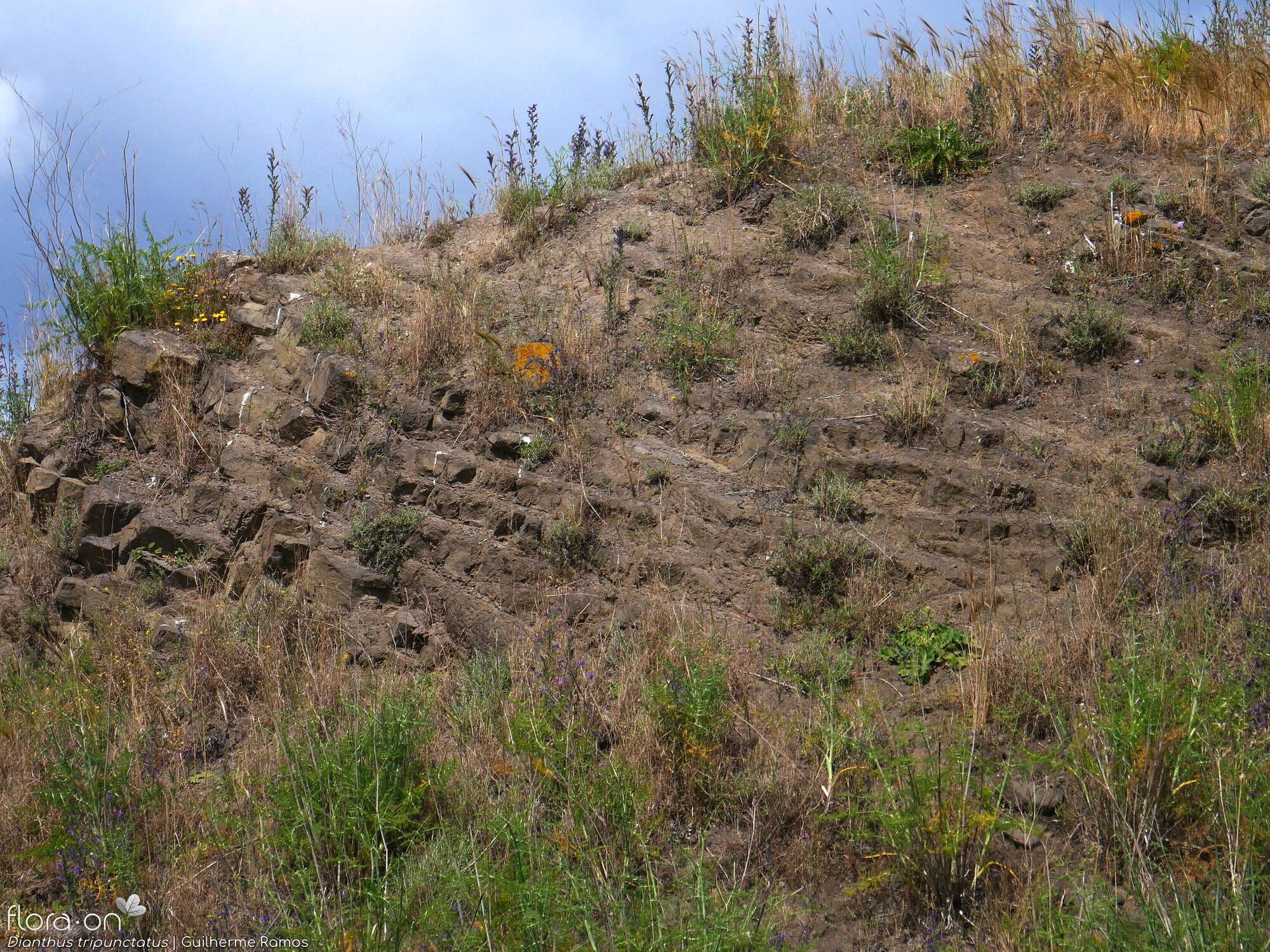 Dianthus tripunctatus - Habitat | Guilherme Ramos; CC BY-NC 4.0