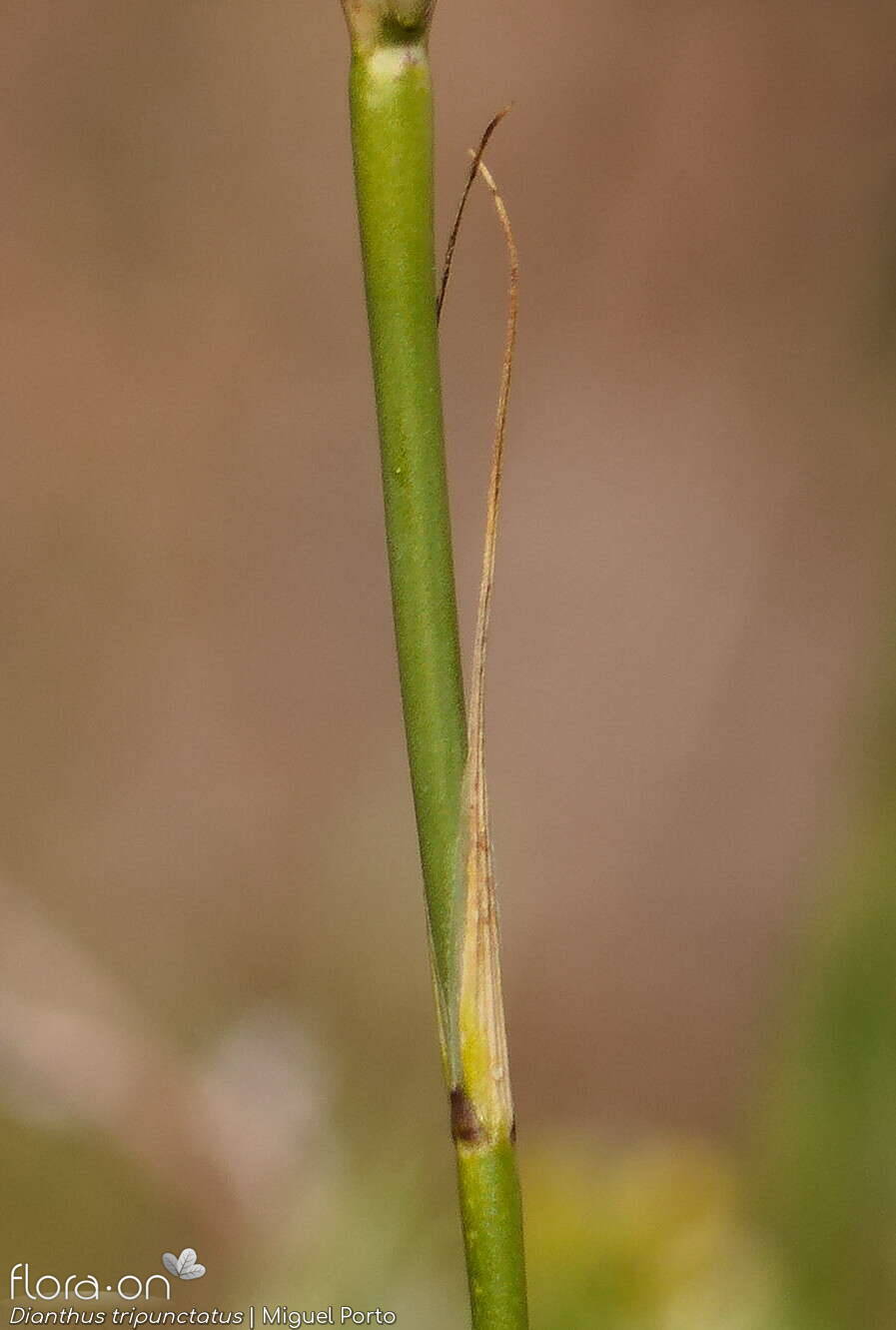 Dianthus tripunctatus - Folha | Miguel Porto; CC BY-NC 4.0