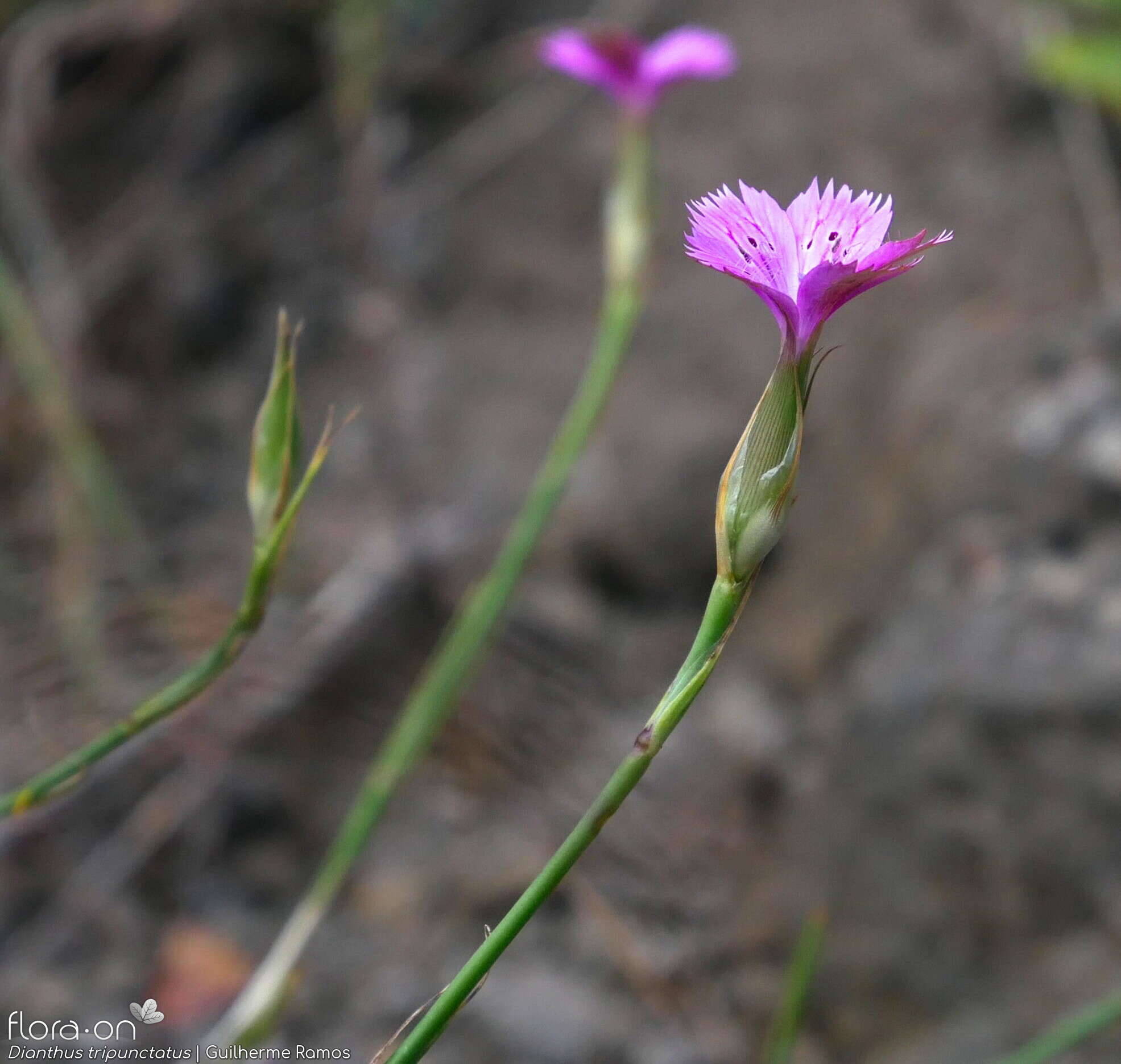 Dianthus tripunctatus - Flor (close-up) | Guilherme Ramos; CC BY-NC 4.0