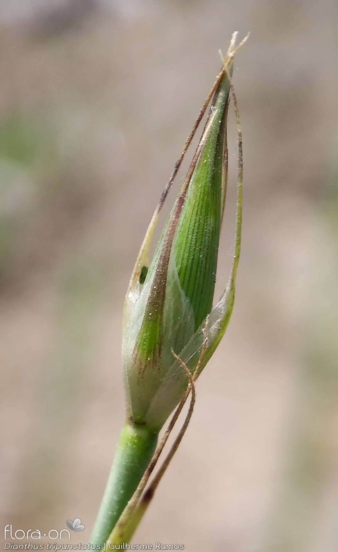 Dianthus tripunctatus - Botão | Guilherme Ramos; CC BY-NC 4.0
