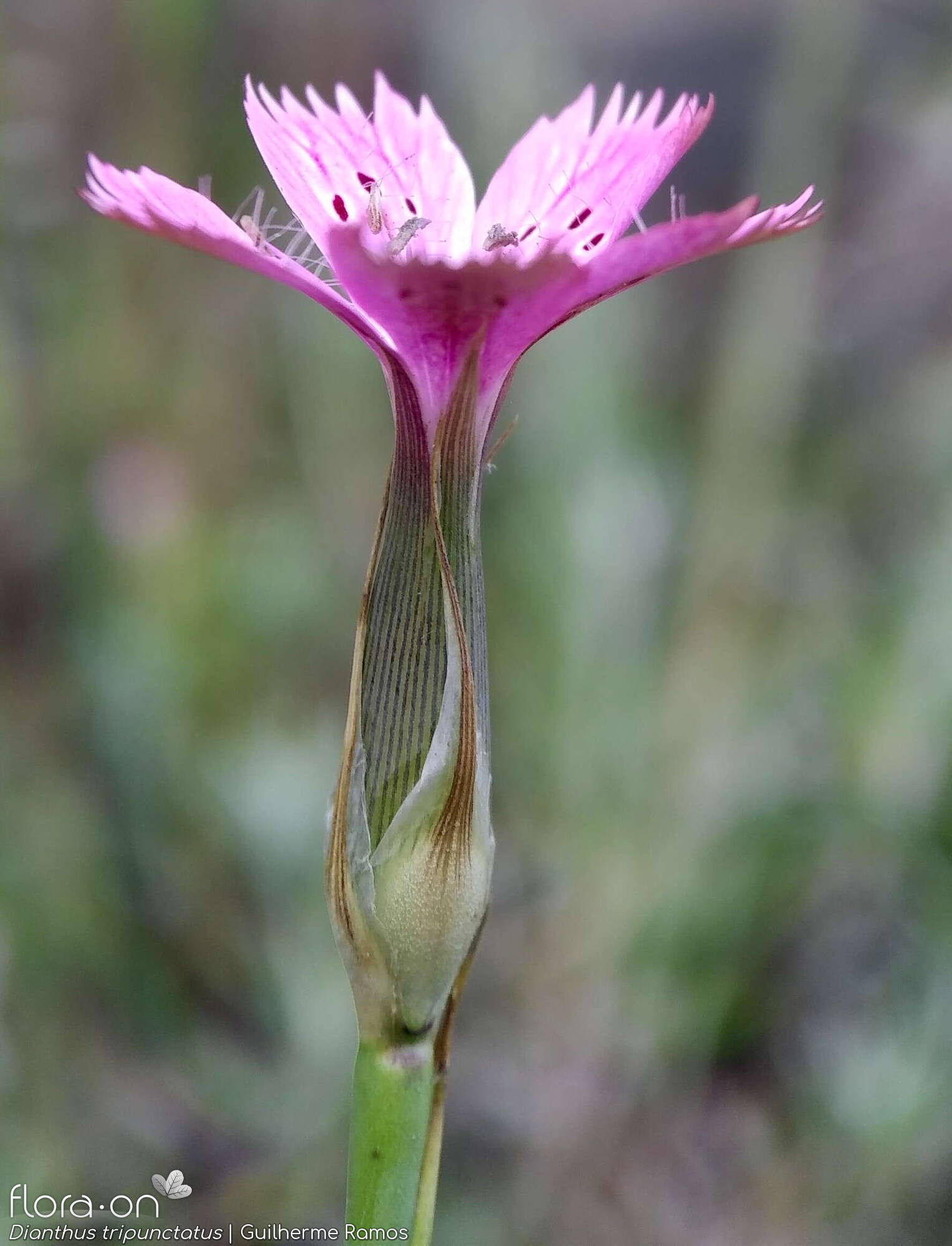 Dianthus tripunctatus - Flor (close-up) | Guilherme Ramos; CC BY-NC 4.0