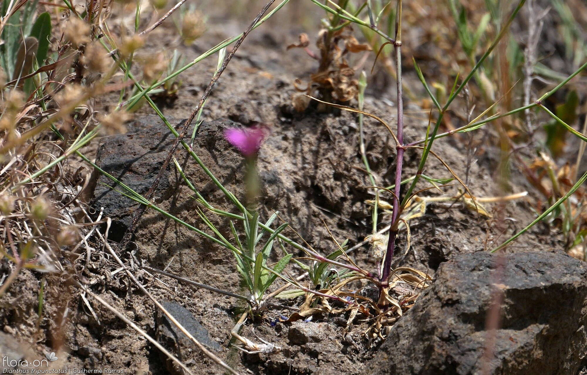 Dianthus tripunctatus - Hábito | Guilherme Ramos; CC BY-NC 4.0