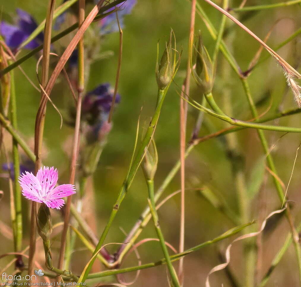 Dianthus tripunctatus - Flor (geral) | Miguel Porto; CC BY-NC 4.0