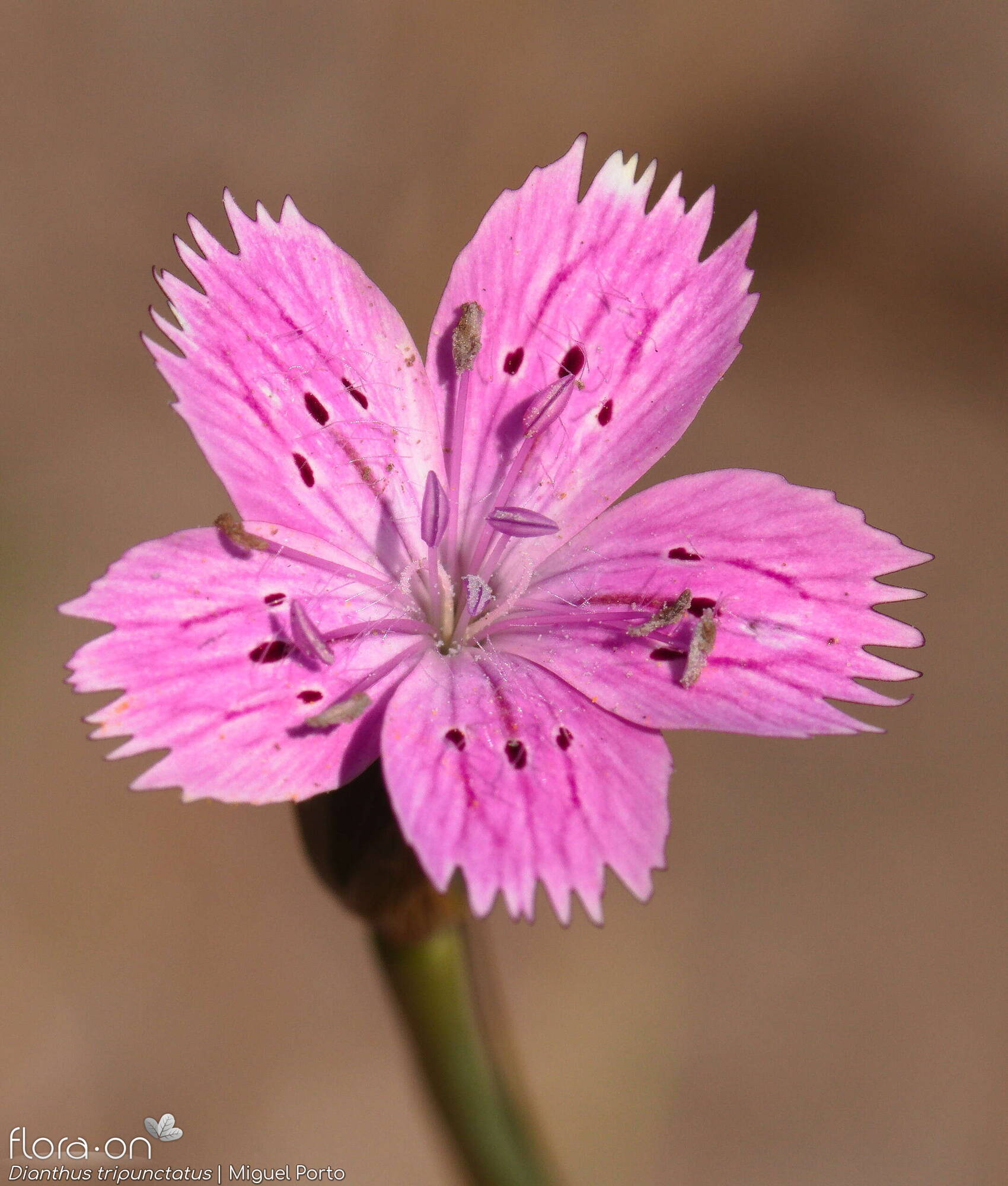 Dianthus tripunctatus - Flor (close-up) | Miguel Porto; CC BY-NC 4.0