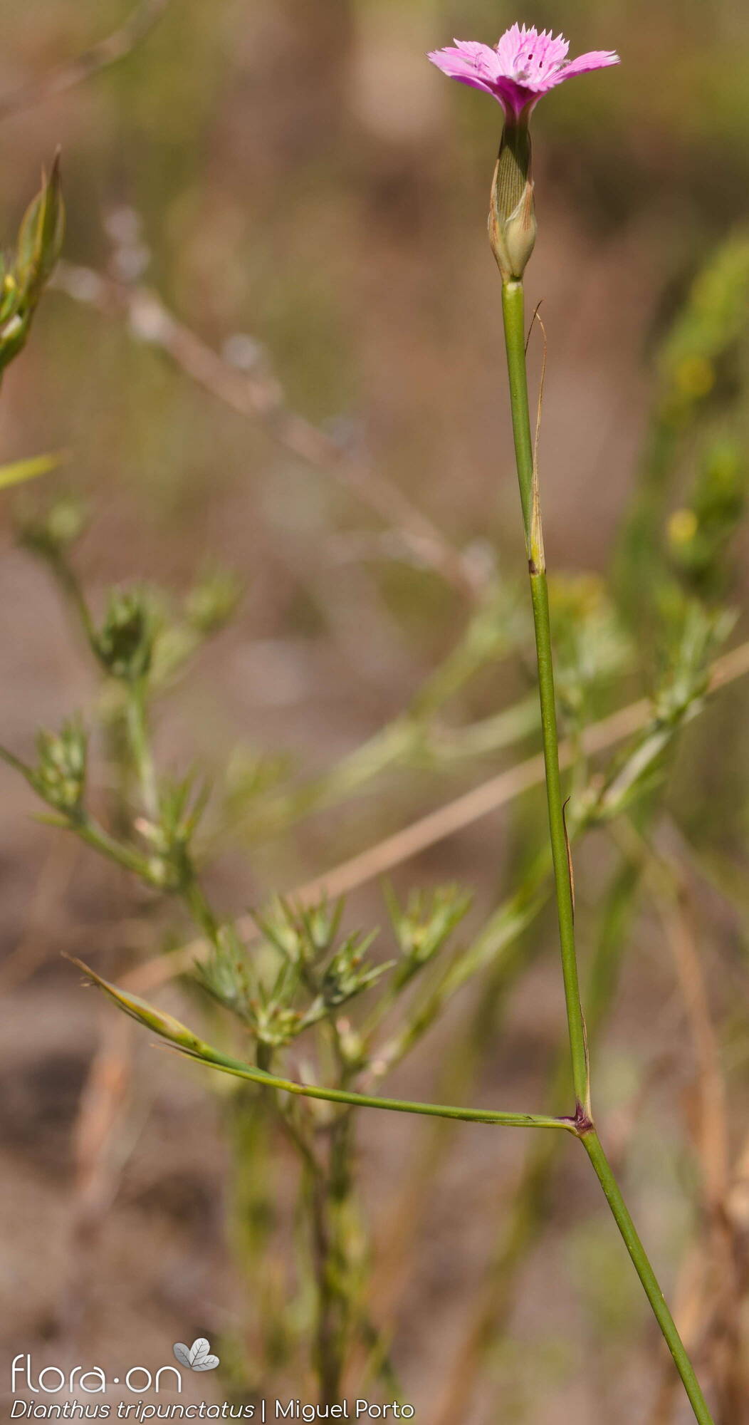 Dianthus tripunctatus - Flor (geral) | Miguel Porto; CC BY-NC 4.0