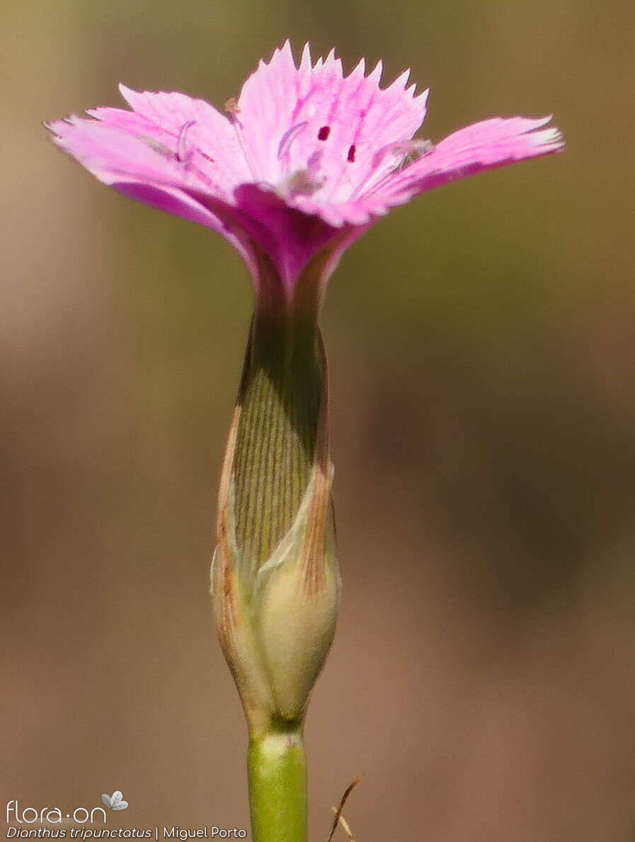 Dianthus tripunctatus - Flor (close-up) | Miguel Porto; CC BY-NC 4.0