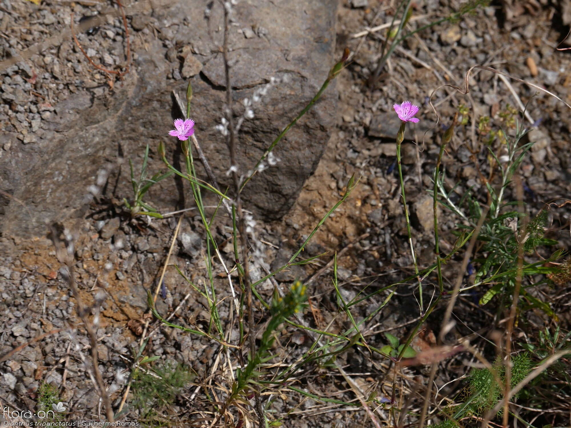 Dianthus tripunctatus - Flor (geral) | Guilherme Ramos; CC BY-NC 4.0