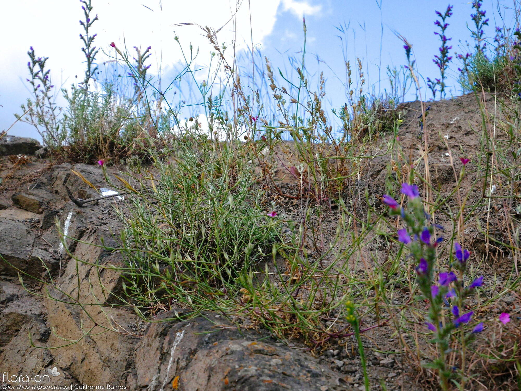 Dianthus tripunctatus - Hábito | Guilherme Ramos; CC BY-NC 4.0