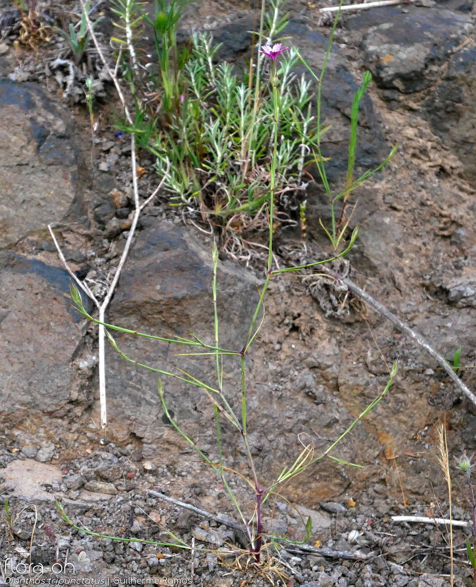 Dianthus tripunctatus - Hábito | Guilherme Ramos; CC BY-NC 4.0