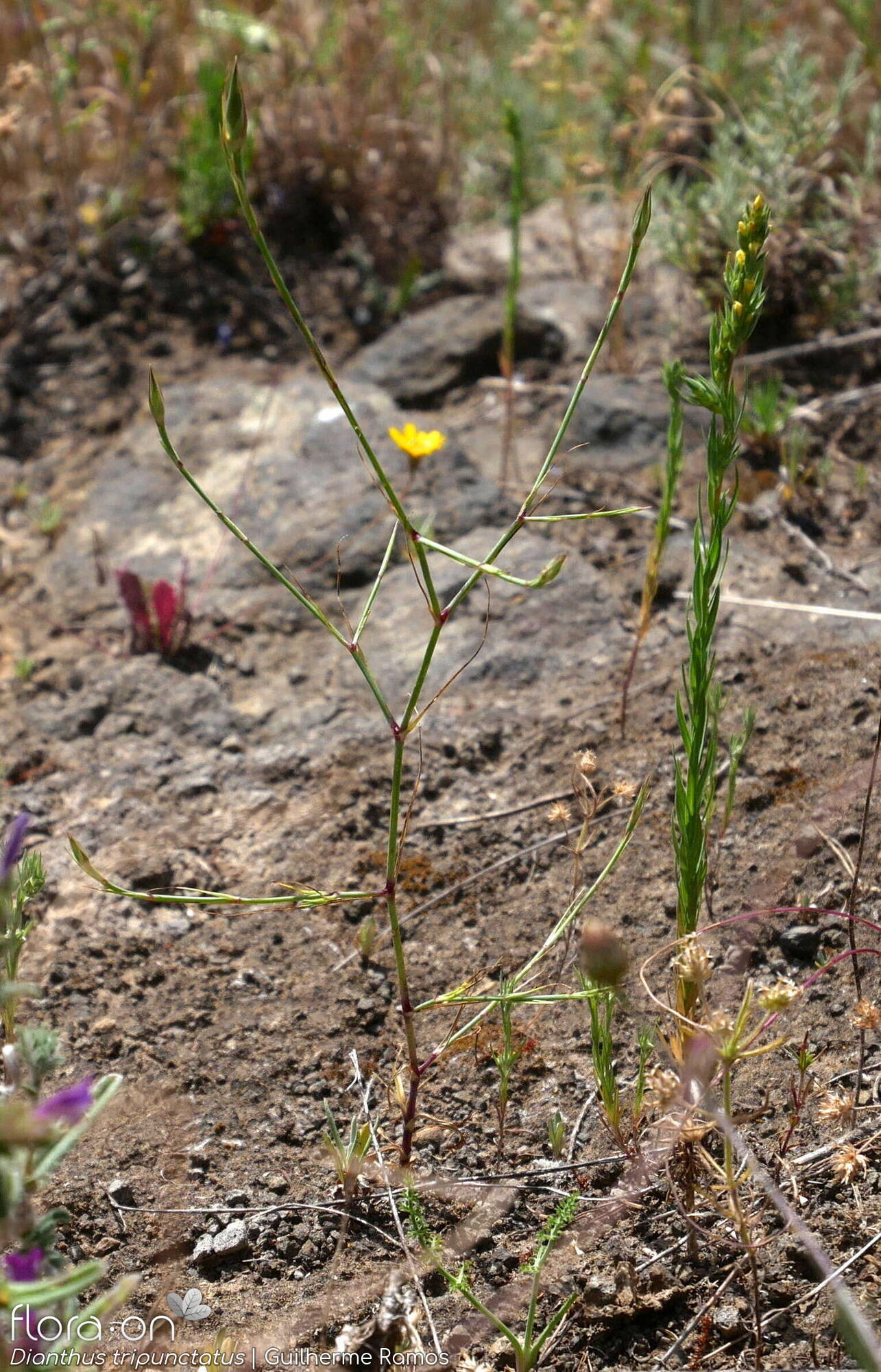 Dianthus tripunctatus - Hábito | Guilherme Ramos; CC BY-NC 4.0