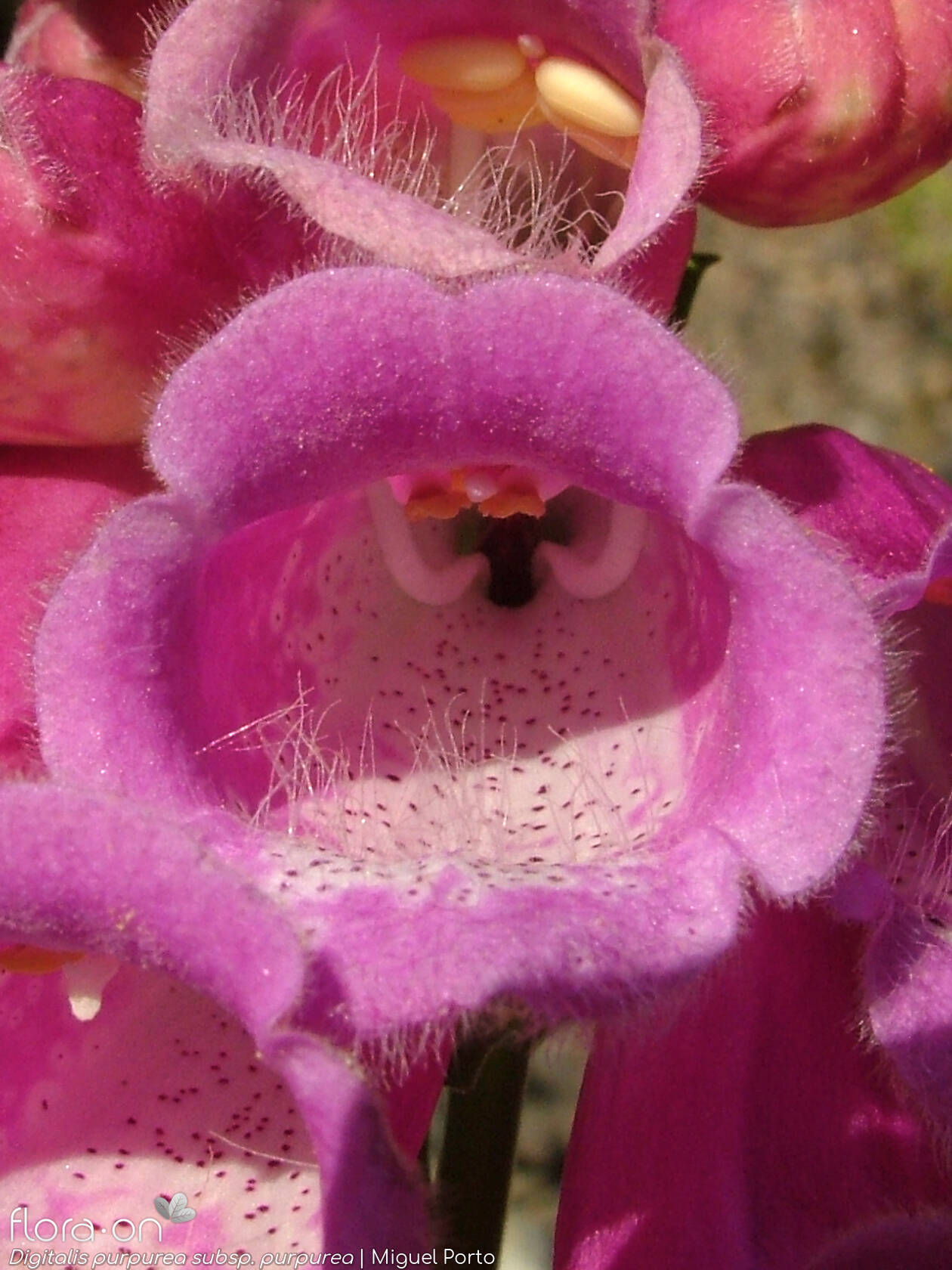 Digitalis purpurea - Flor (close-up) | Miguel Porto; CC BY-NC 4.0
