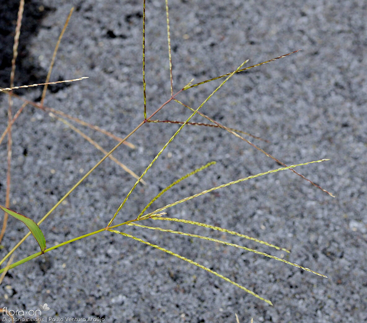 Digitaria ciliaris