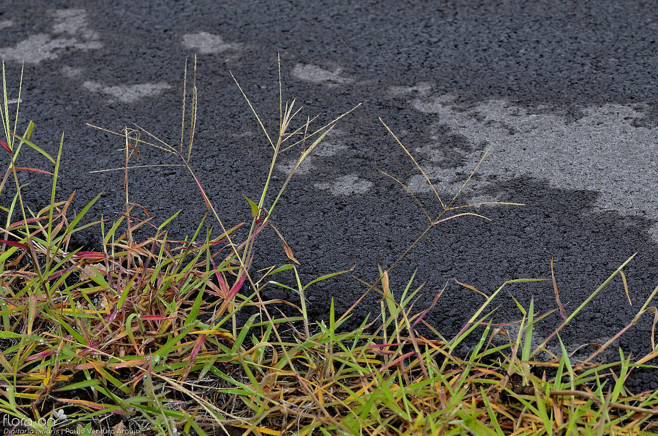 Digitaria ciliaris - Hábito | Paulo Ventura Araújo; CC BY-NC 4.0