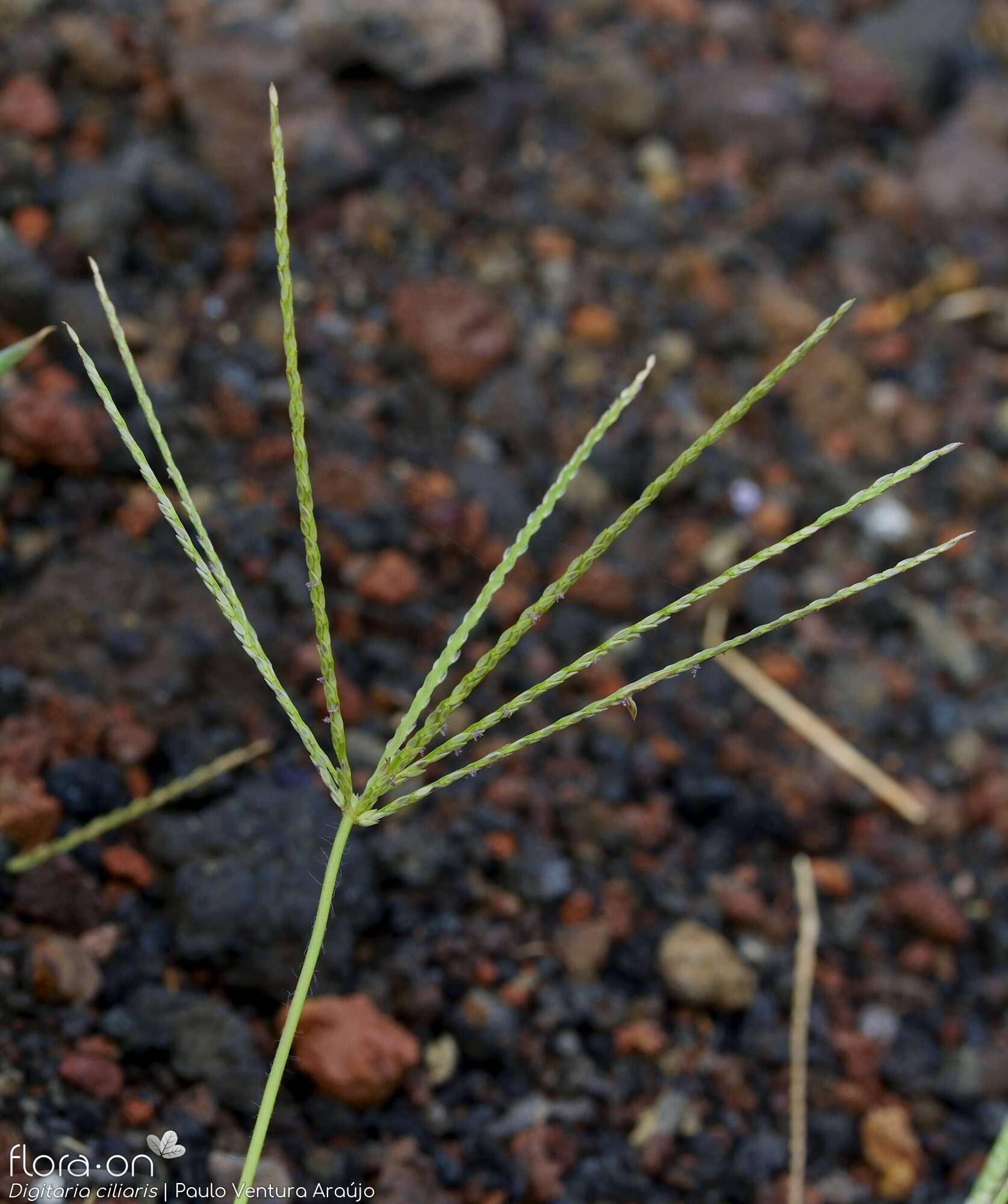 Digitaria ciliaris - Flor (geral) | Paulo Ventura Araújo; CC BY-NC 4.0