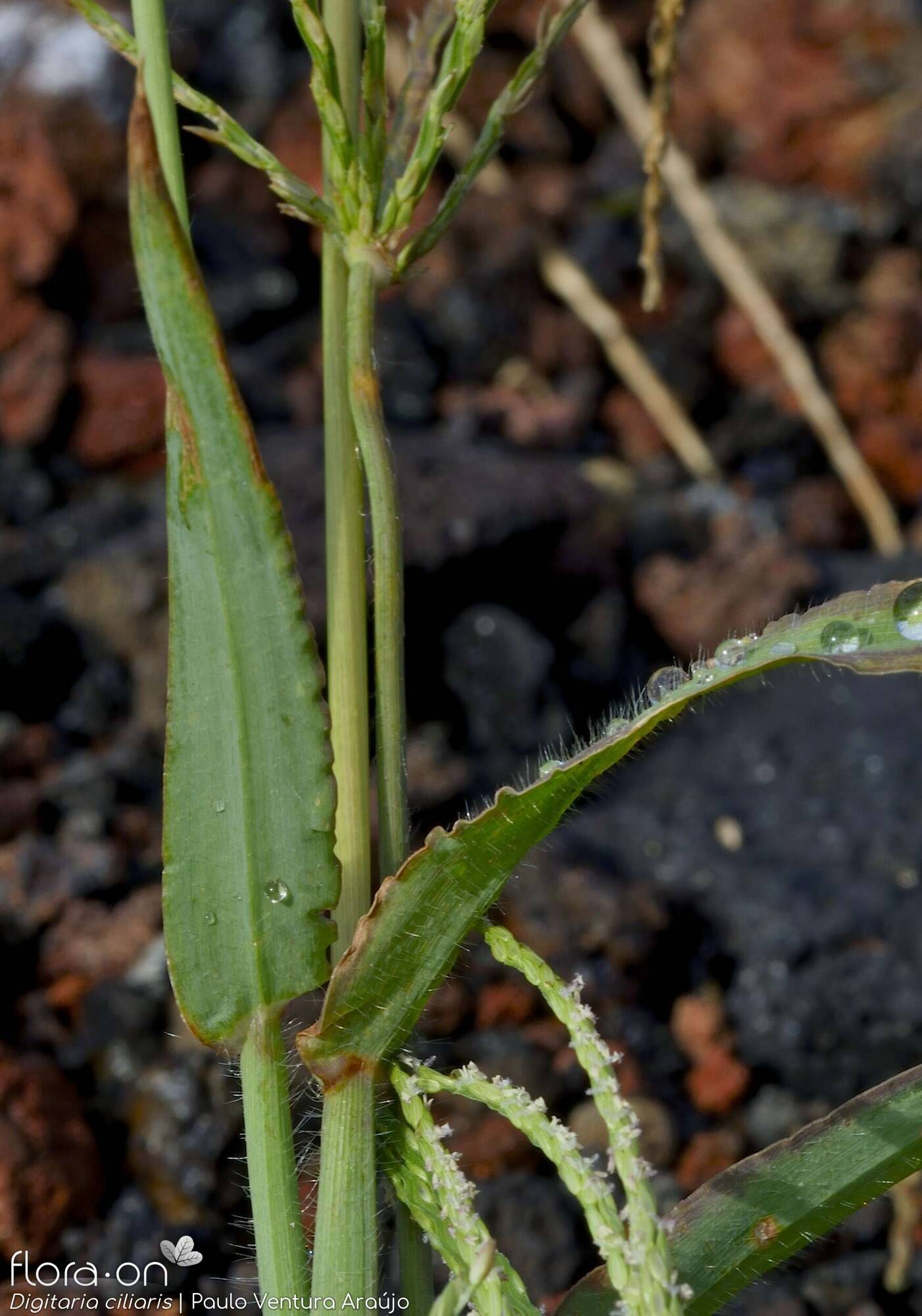 Digitaria ciliaris - Folha | Paulo Ventura Araújo; CC BY-NC 4.0