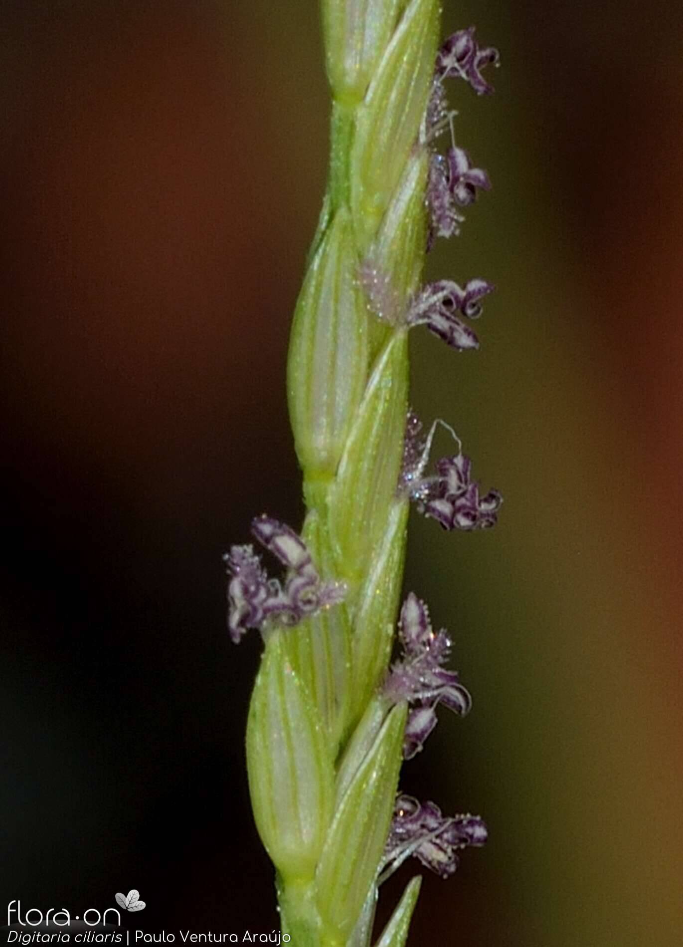 Digitaria ciliaris - Espigueta | Paulo Ventura Araújo; CC BY-NC 4.0