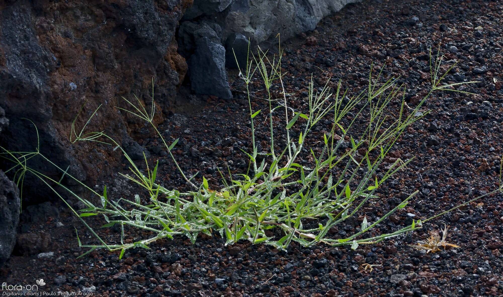 Digitaria ciliaris - Hábito | Paulo Ventura Araújo; CC BY-NC 4.0