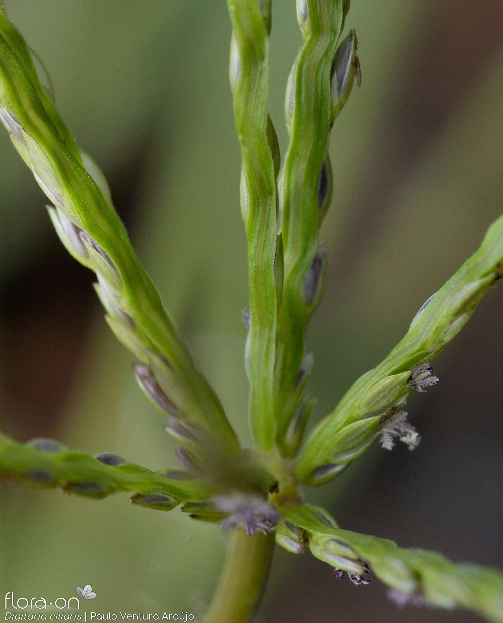 Digitaria ciliaris - Flor (close-up) | Paulo Ventura Araújo; CC BY-NC 4.0