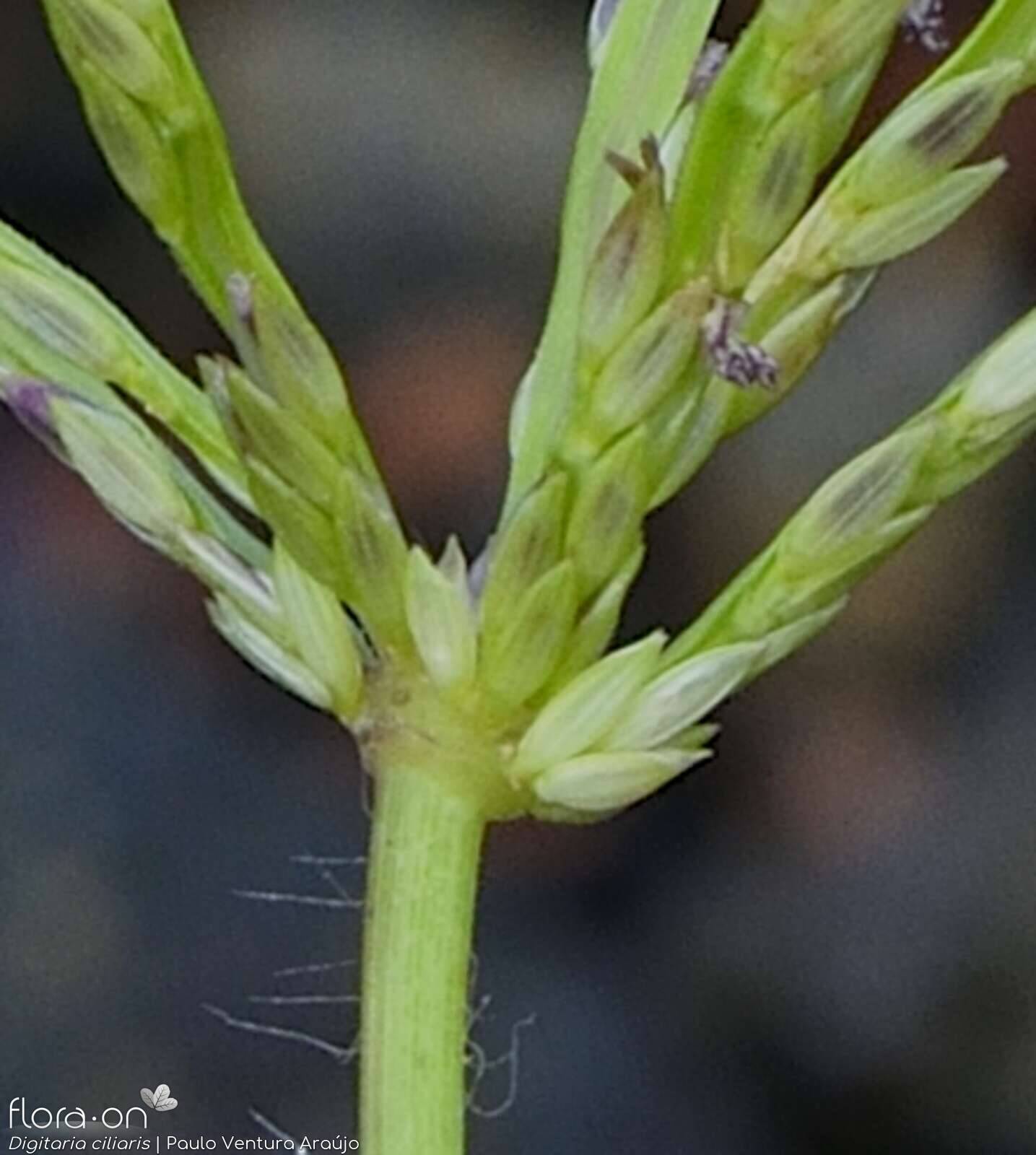 Digitaria ciliaris - Flor (close-up) | Paulo Ventura Araújo; CC BY-NC 4.0